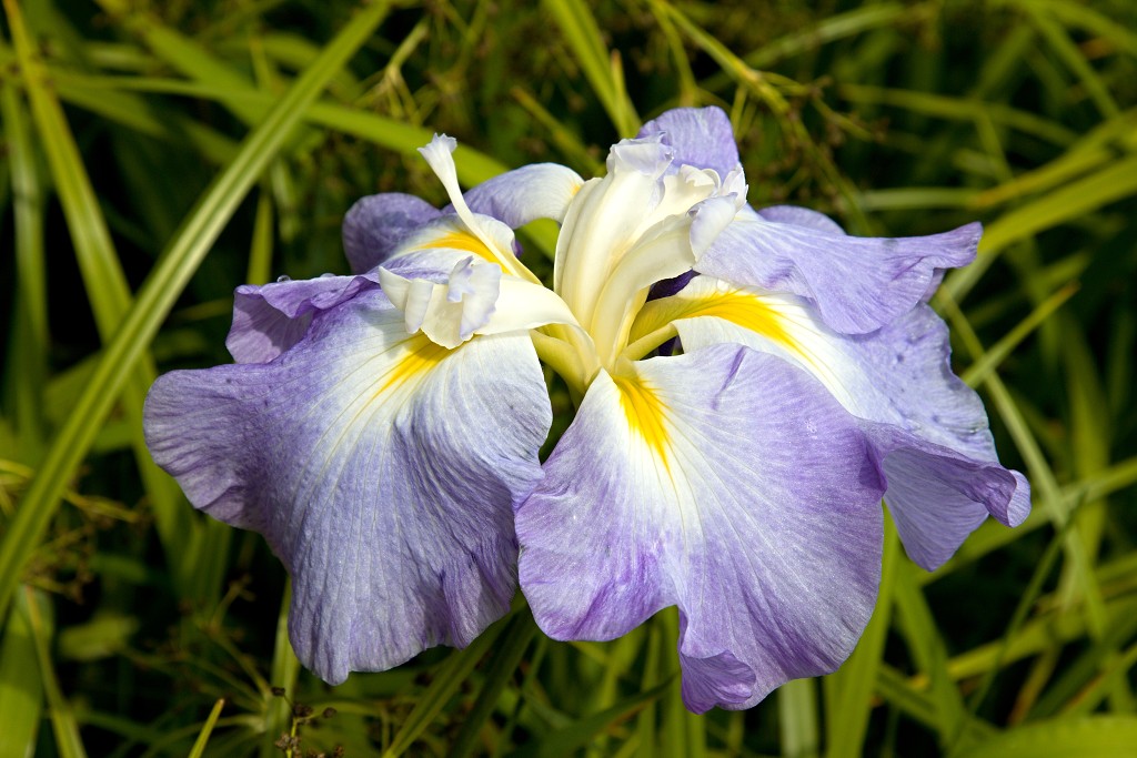 japanse tuin belgie hasselt koivissen gele Iris ensata koi Cyprinus carpio lente bloesem kersenbloesem voorjaar
